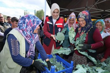 Sinanpaşa'da Brokoli Hasadı Gerçekleşti