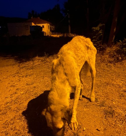 Afyonkarahisarda'da Başıboş Köpekler Vatandaşı korkutuyor.