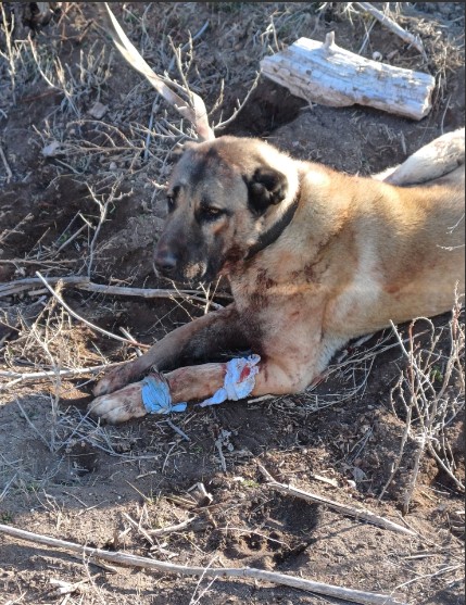 Jandarmadan Kaçak Köpek Dövüşüne Suçüstü Baskın!