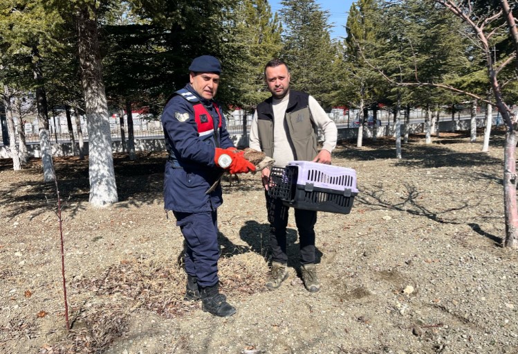 Yaralı Kızıl Şahin Koruma Altına Alındı