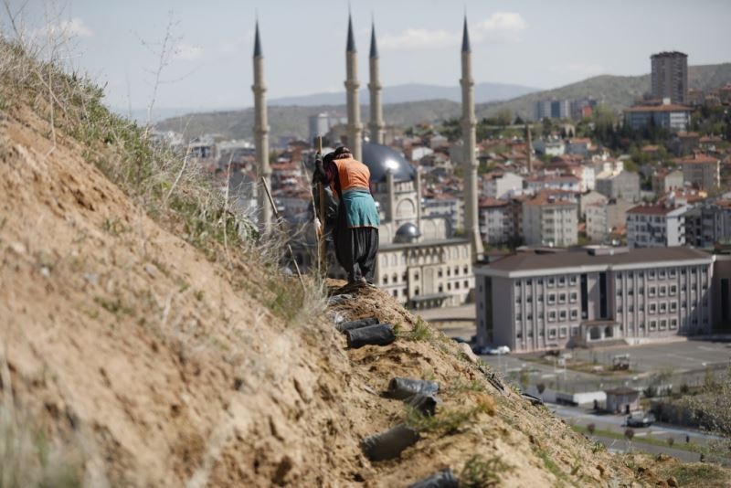 Kahveci Dağı Eteklerine 2 Bin Sedir Fidanı Dikiliyor