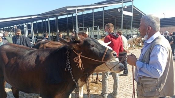 Afyonkarahisar'ın En Büyük Hayvan Pazarı, Açılıyor!