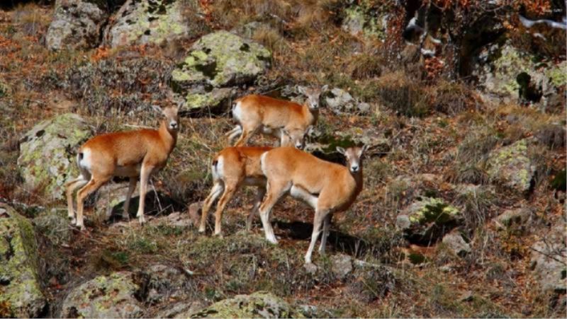 Afyonkarahisar?da Bulunan Üretme Istasyonunda Dünyaya Gelen 8 Yavru, Saglikli Bir Sekilde Büyüyor