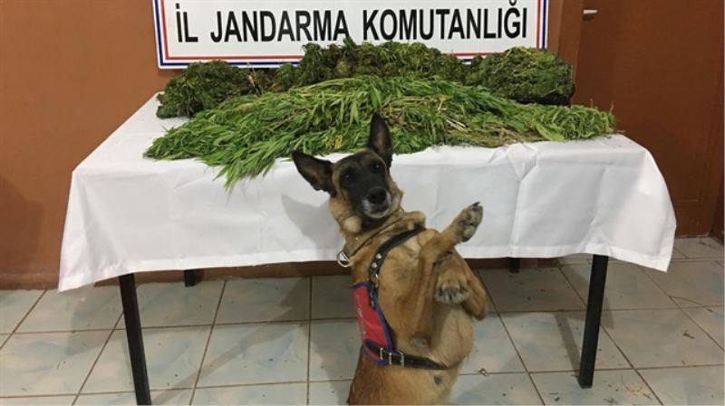 Çitir Önce Yakaladi Sonra Zafer Pozu Verdi