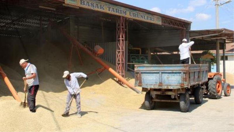 Dinar Ilçesinde Arpa Ve Bugday Alimlari Sürüyor.