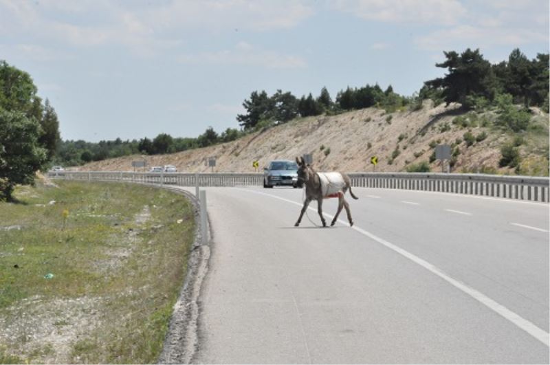 Karayolundaki Esek Sürücülere Zor Anlar Yasatti