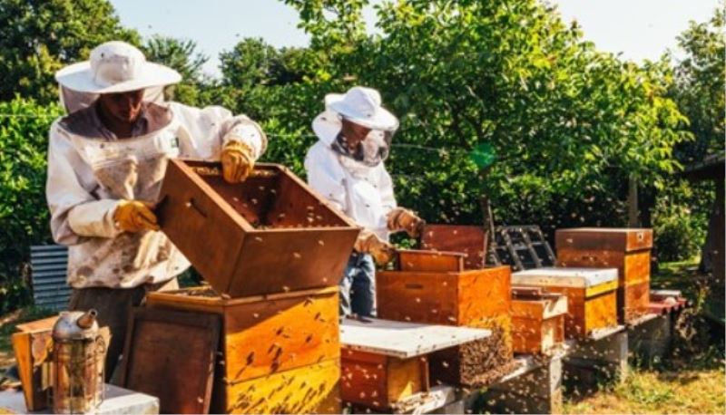 Türk Çam Bali Dünya Markasi Olacak