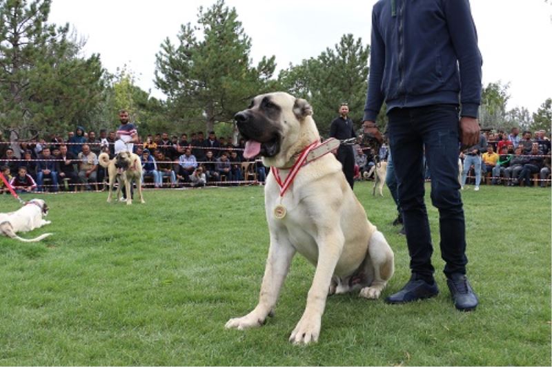 Yerli Irklar Irk Standartlari Köpek Yarismasi Konyada Yapildi